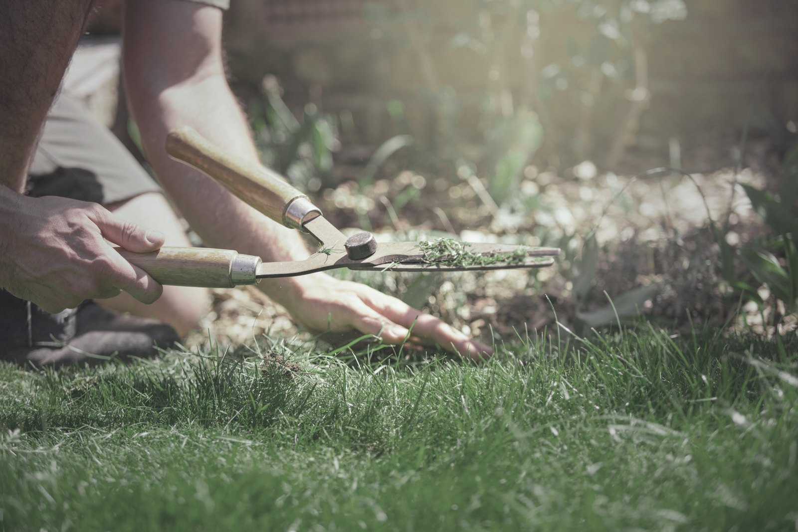 Hands trimming grass with garden shears